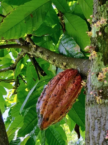 Cocoa