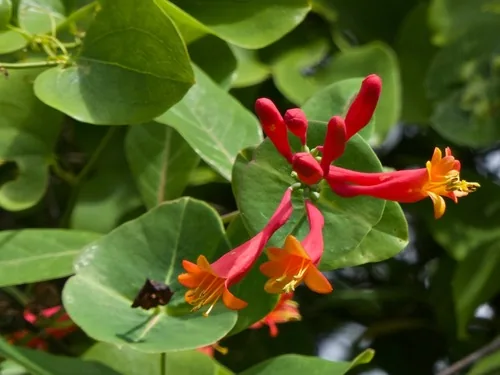 Coral Honeysuckle