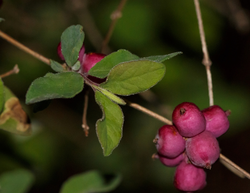 Coralberry