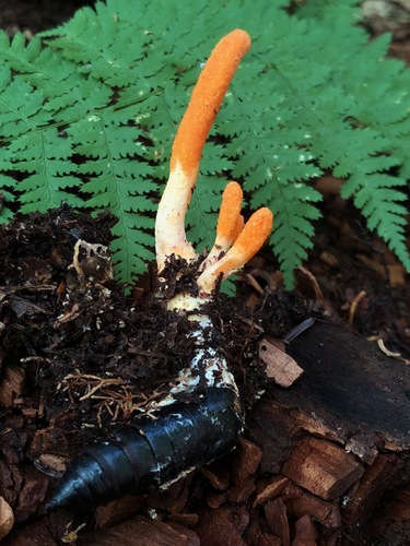 Cordyceps Host