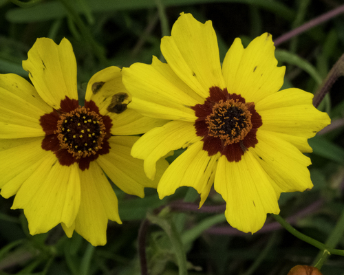 Coreopsis