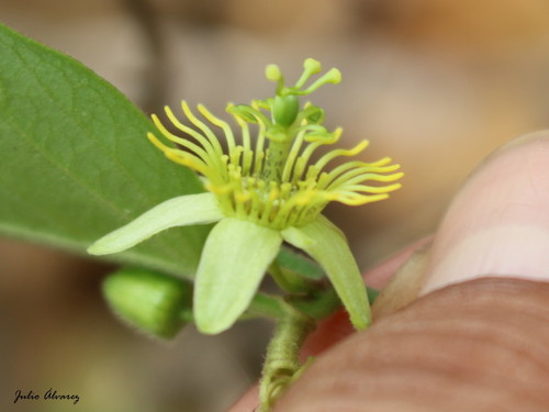 Corkystem Passionflower