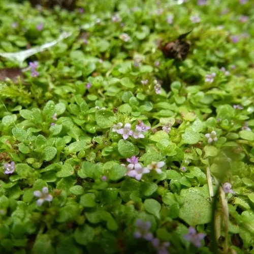 Corsican Mint