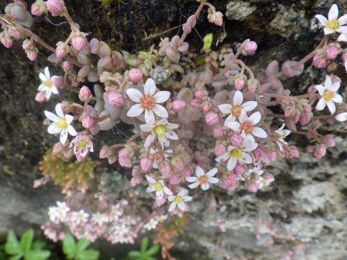 Corsican Stonecrop
