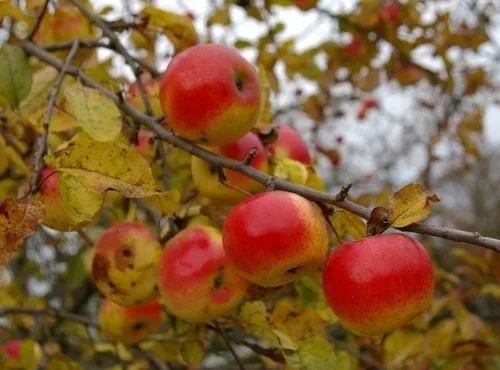 Crabapple