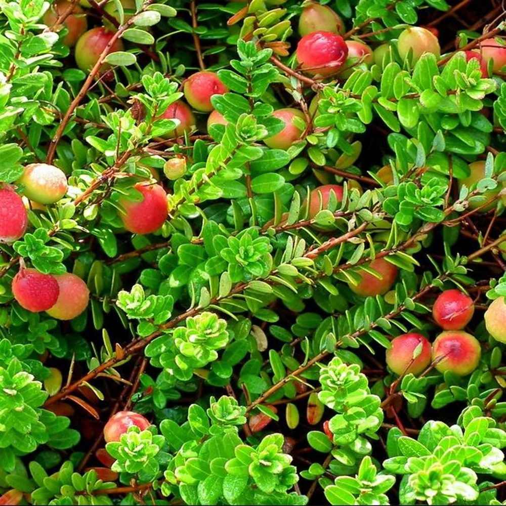 Cranberry