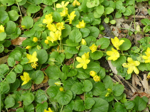 Creeping Jenny
