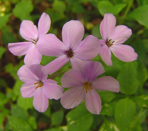 Creeping Phlox