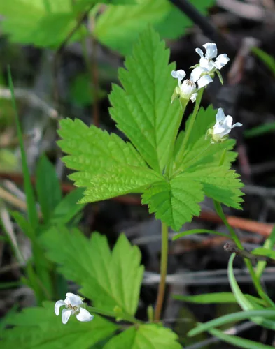 Creeping Raspberry