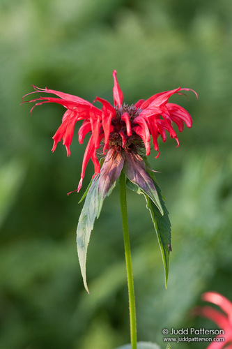 Crimson Beebalm