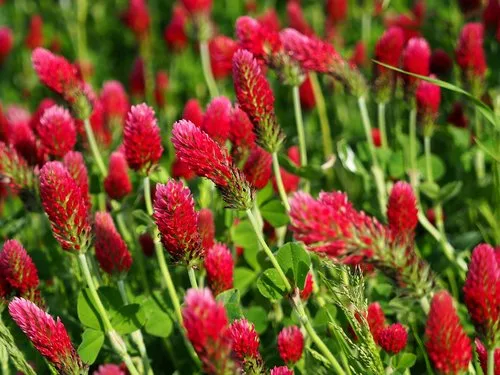 Crimson Clover