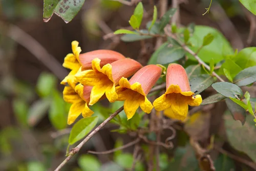 Crossvine