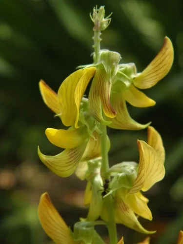 Crotalaria