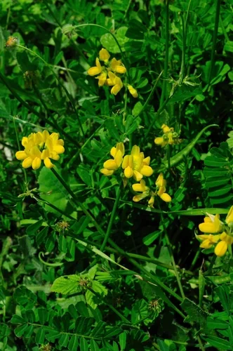 Crown Vetch