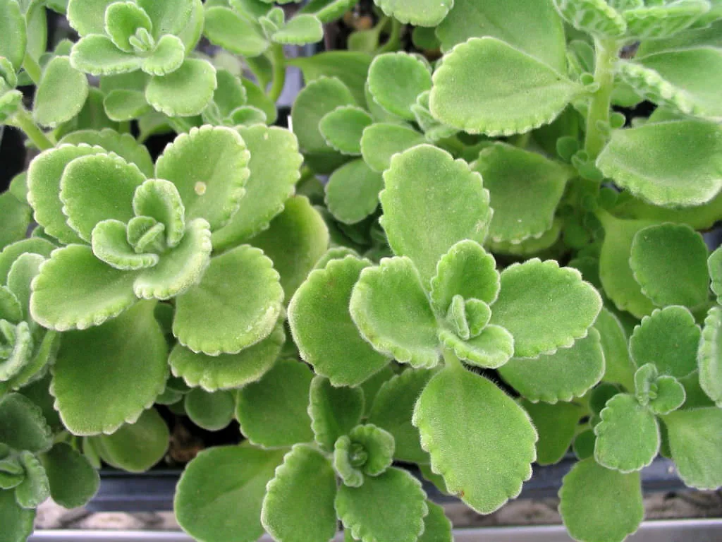 Cuban Oregano