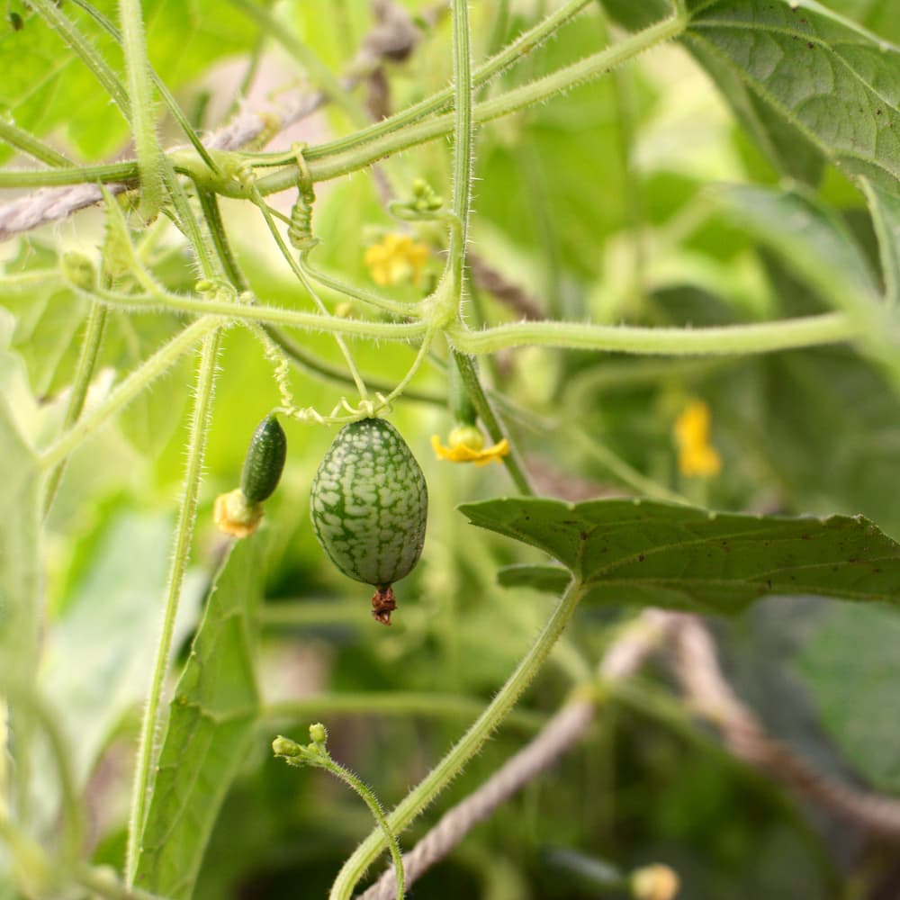 Cucamelon
