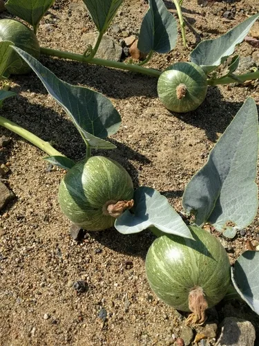 Cucumber