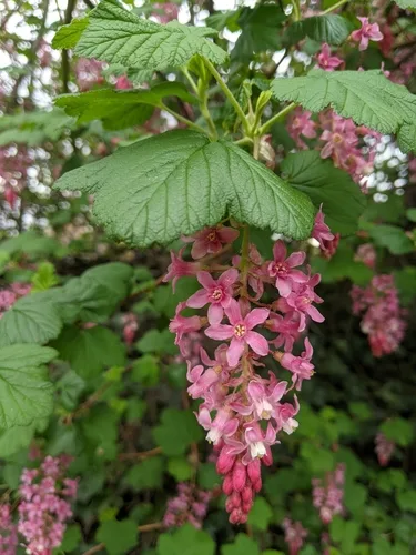 Currant