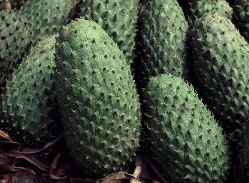 Custard Apple