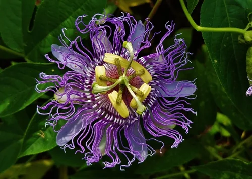Damiana