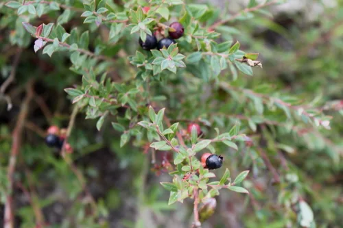 Darrow Blueberry