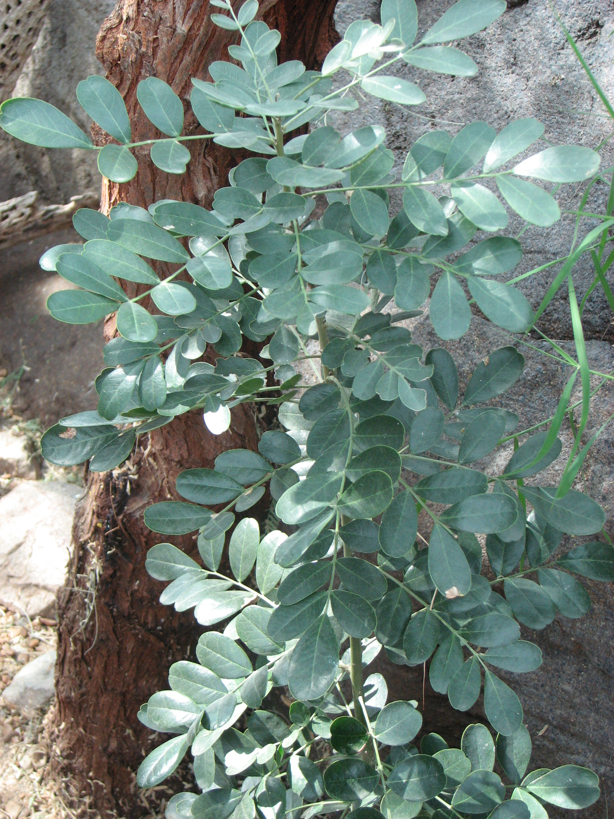Desert Ironwood
