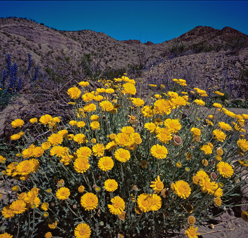Desert Marigold