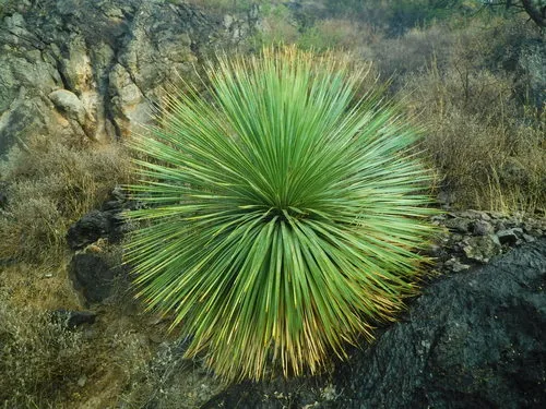 Desert spoon