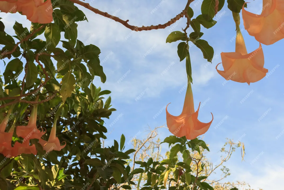Devil's Trumpet