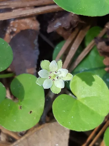 Dichondra