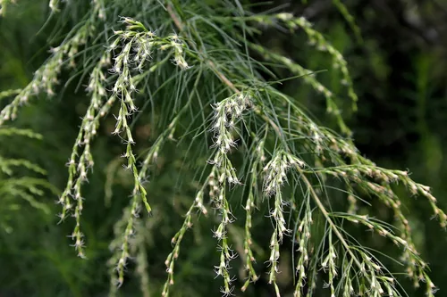 Dogfennel
