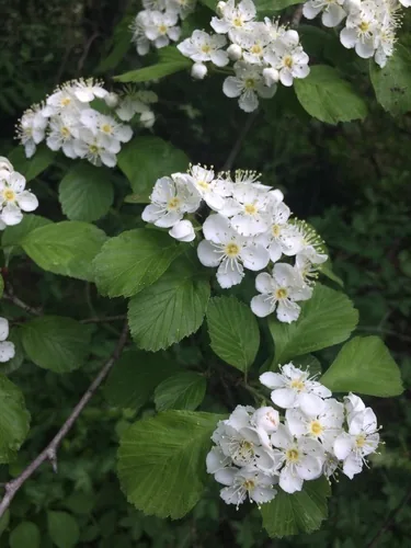 Dotted Hawthorn