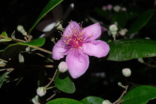 Downy Rose Myrtle
