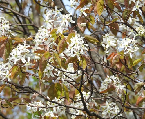 Downy Serviceberry