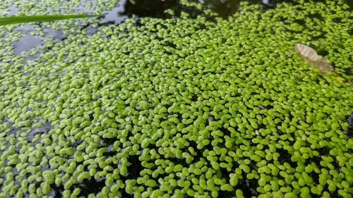 Duckweed (Lemnaceae): From Nuisance Species to Functional Infrastructure