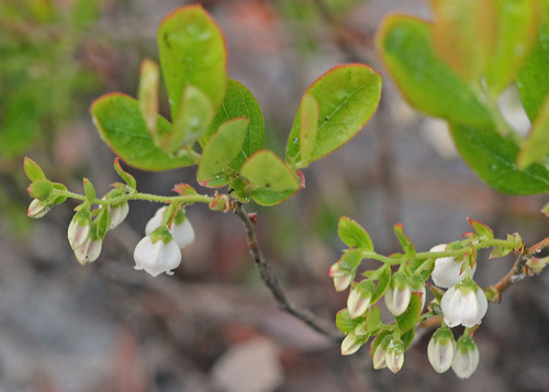 Dwarf Huckleberry