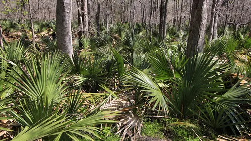Dwarf Palmetto