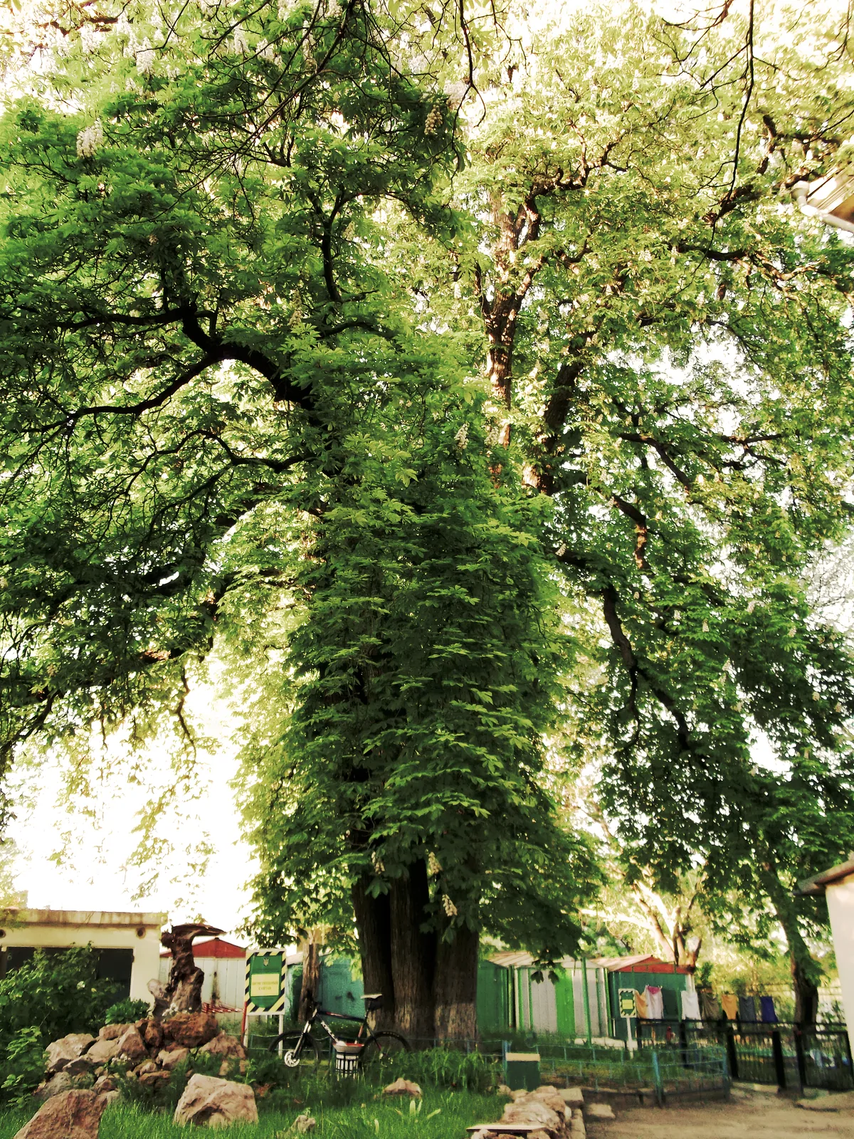 Earth Chestnut