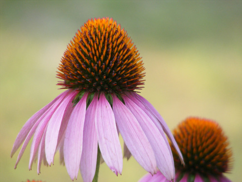 Echinacea