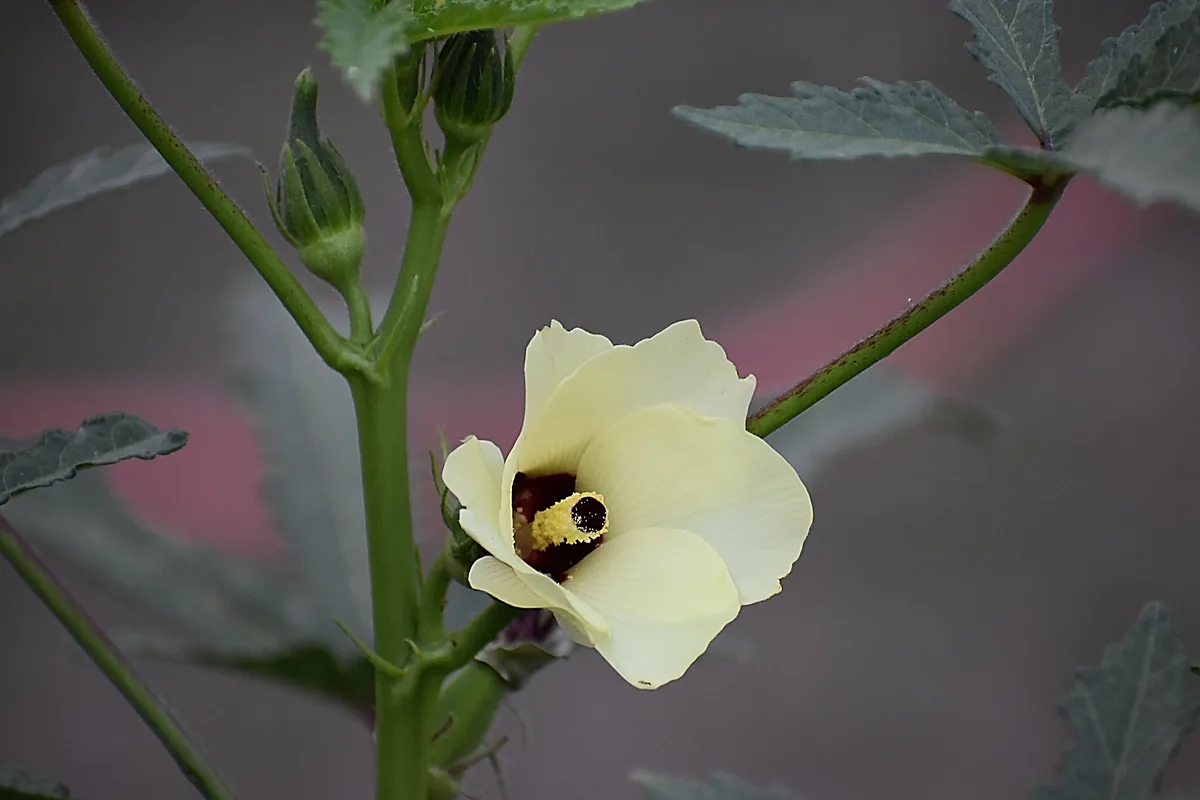 Edible Hibiscus