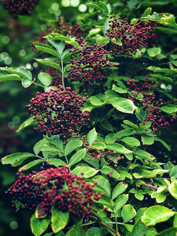 Elderberry