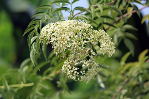 Elderberry Wine