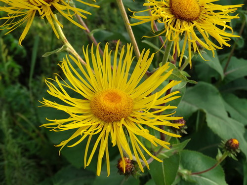 Elecampane