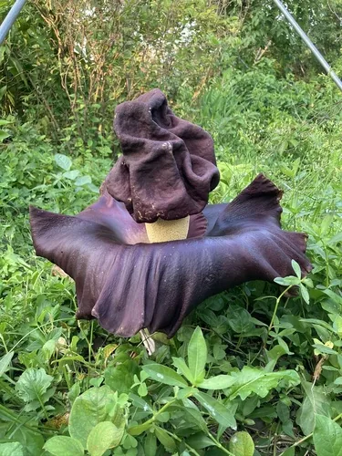 Elephant Foot Yam