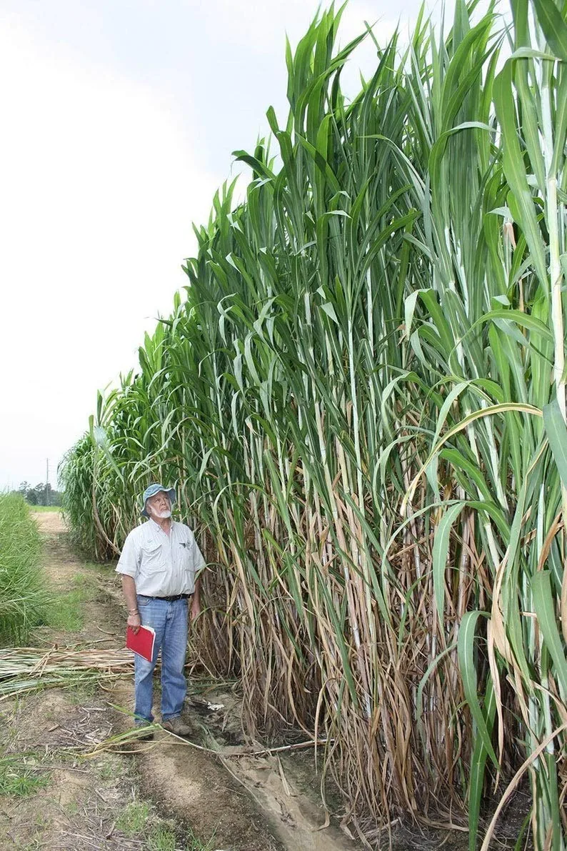 Elephant Grass