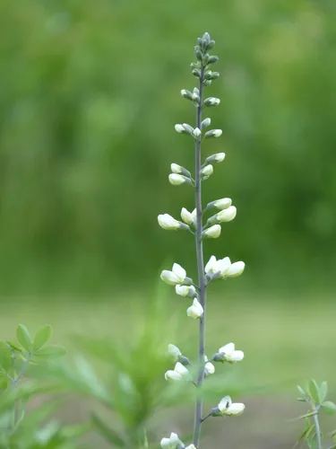 False Indigo