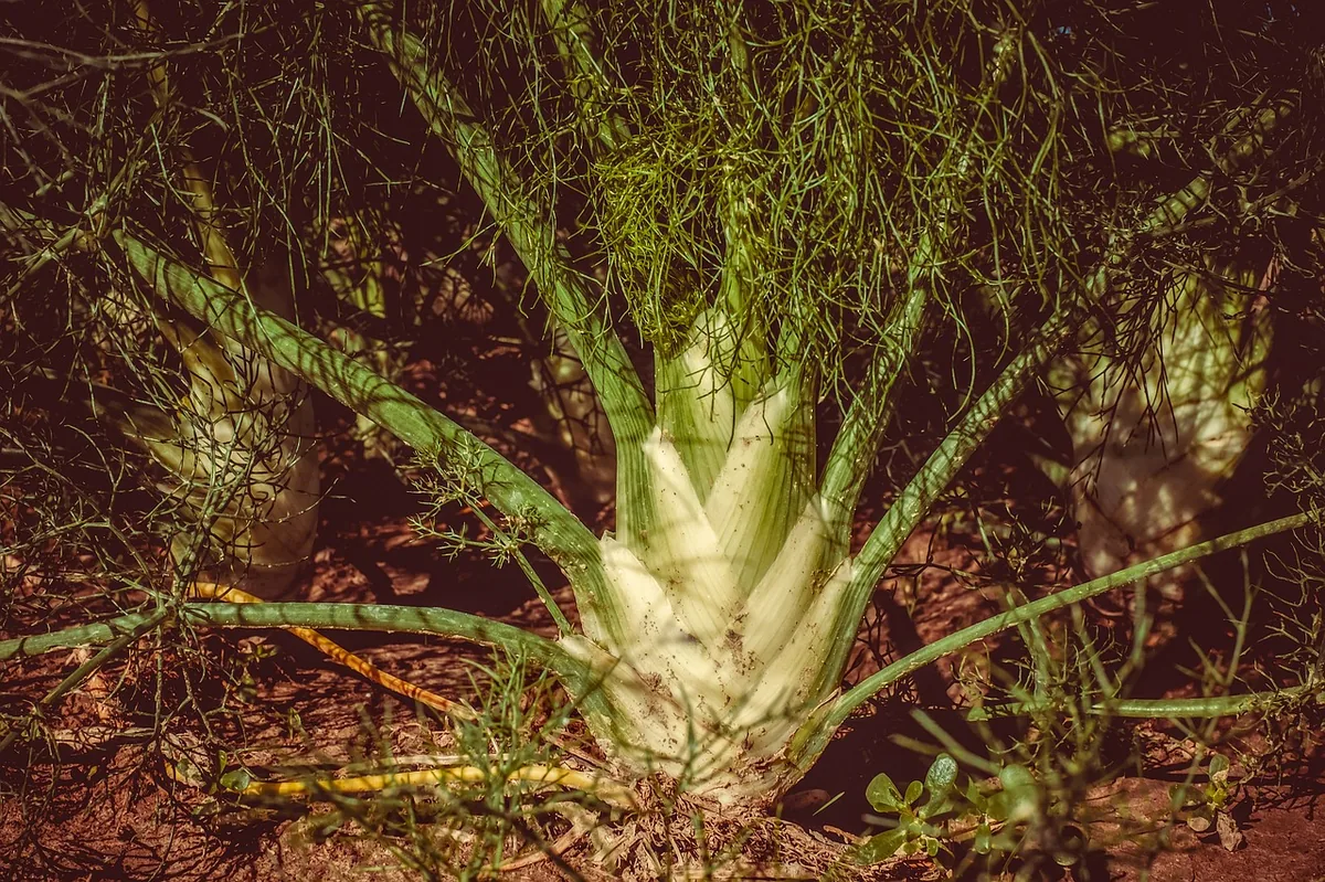 Fennel