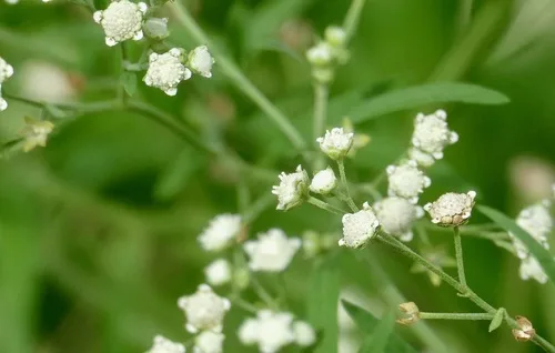 Feverfew