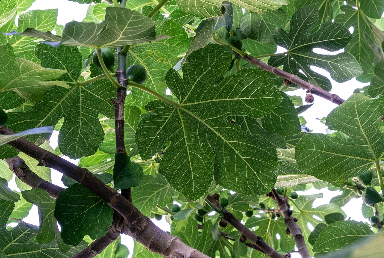 Fig