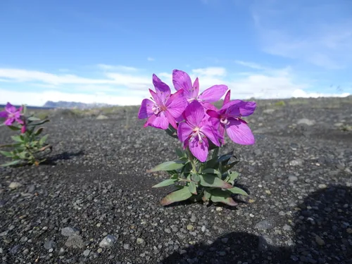 Fireweed